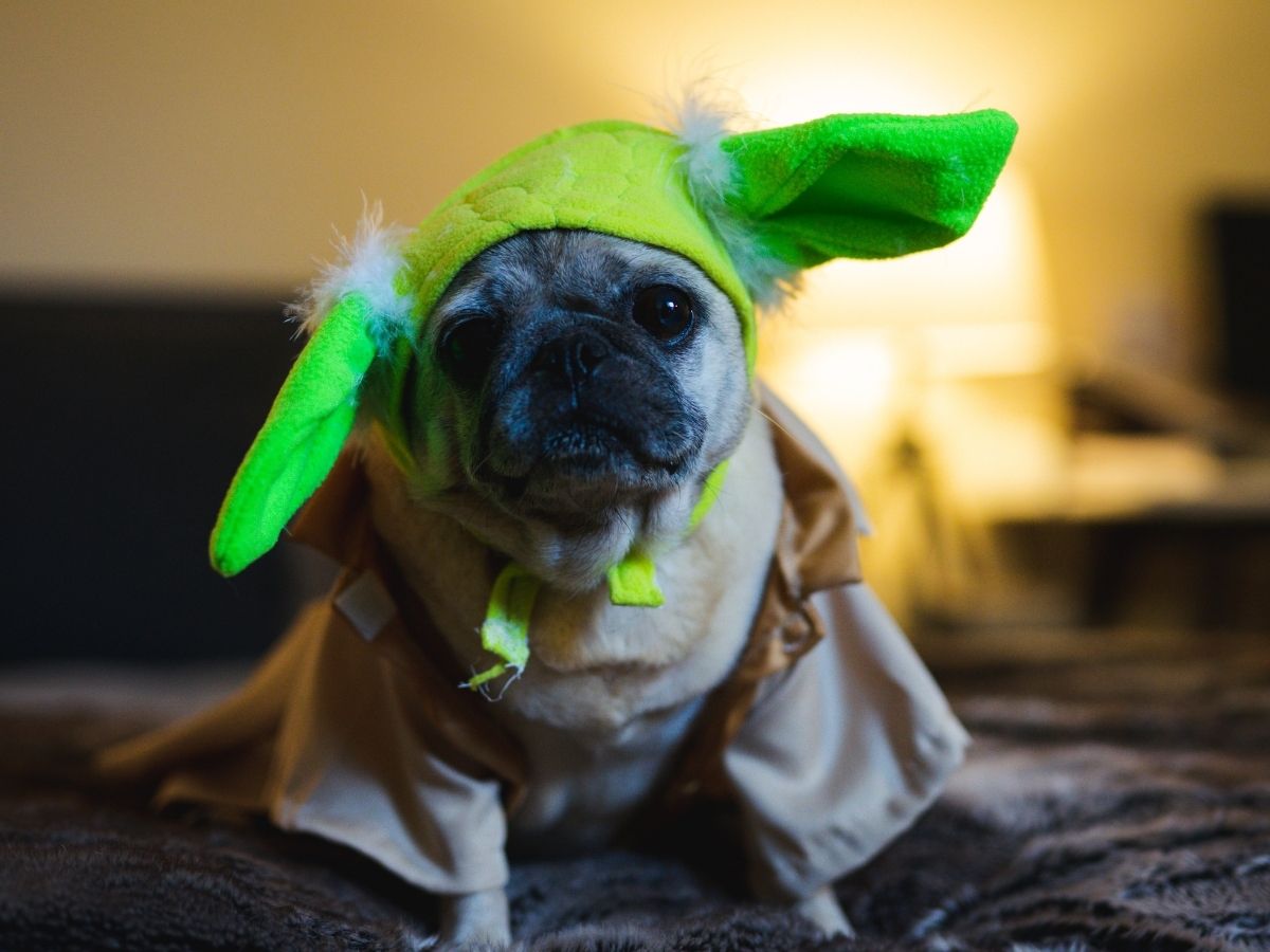 Dog in a Yoda Costume.