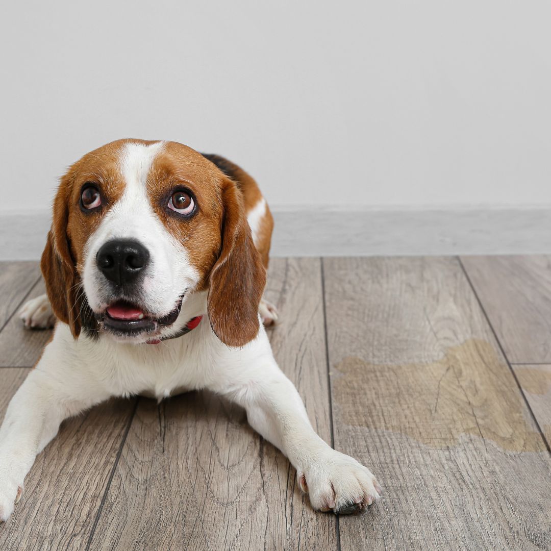 dog next to mess on floor