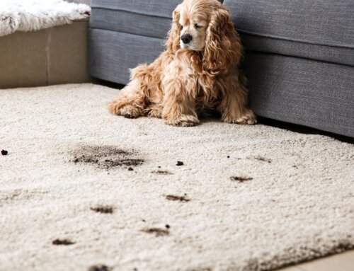 Pet-Friendly Cleaning Solutions Every Springfield Pet Owner Should Know